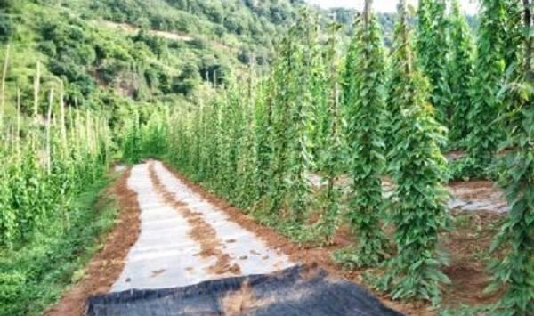 山药种植高产种植要点