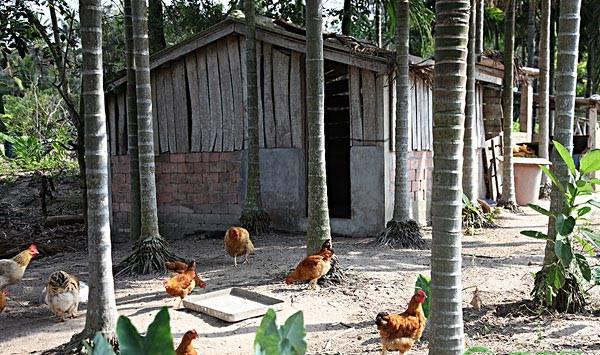 散养鸡感冒的原因、预防措施及救治方法