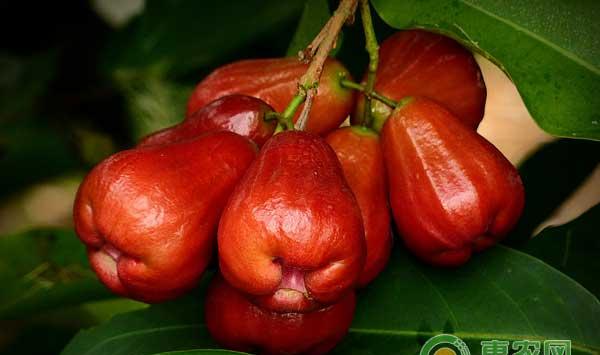 莲雾果腐病的症状、发生规律及防治方法