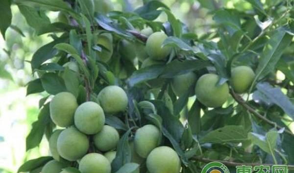 李子树产量不高，大多是这八个原因造成，赶紧看看吧！