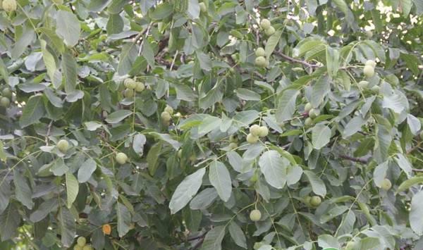 核桃采收的最佳时间及注意事项