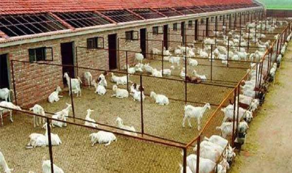 新办养羊厂的注意事项
