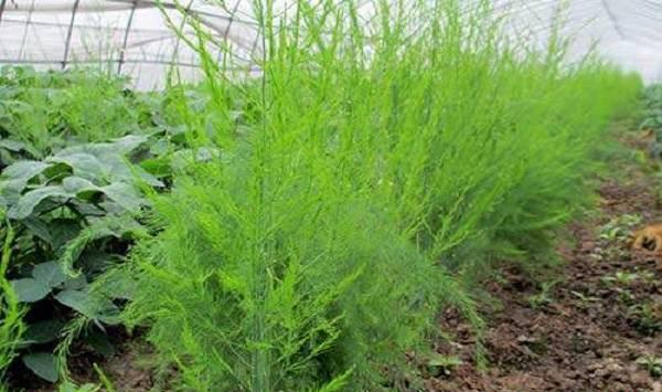 芦笋定植后管理技巧