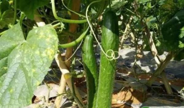 八月份可以种植什么蔬菜？这六种蔬菜正适合当季种植！
