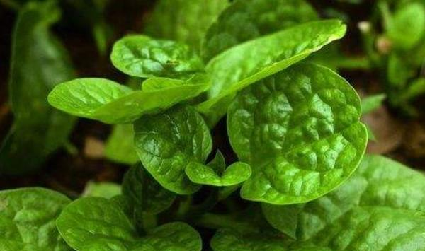 木耳菜栽培方法