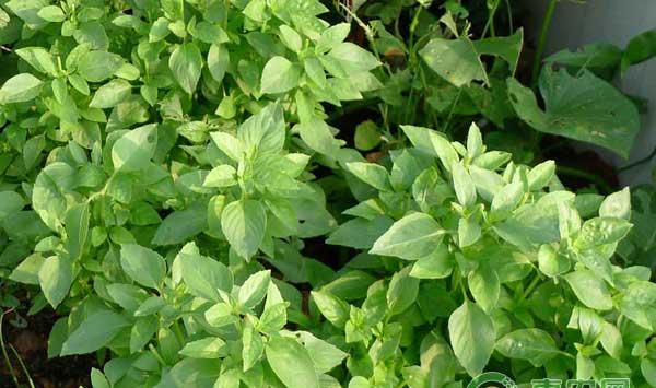 荆芥的种植时间及管理要点