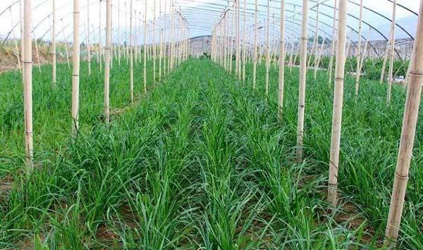 韭菜黄叶的原因及其解决措施