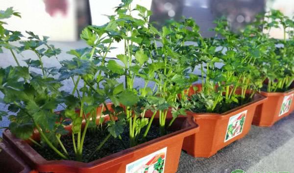 盆栽芹菜的种植要点及注意事项