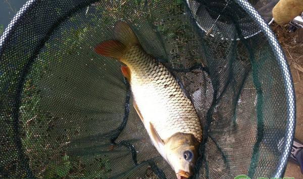 养殖鱼类为什么容易生病？大多是这十二个原因！