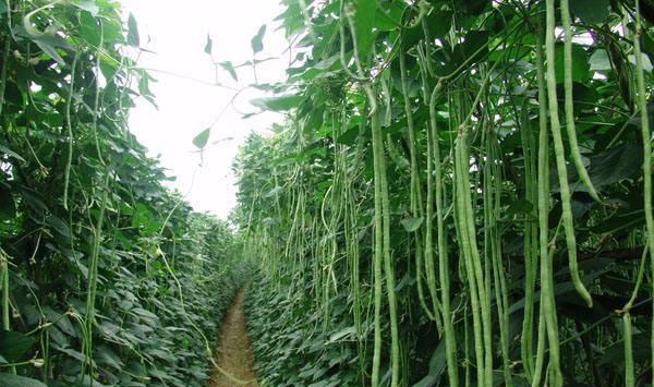 秋豆角种植时间和方法