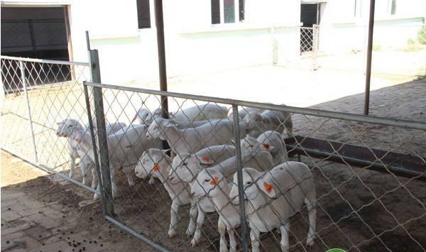 小苏打在养羊过程中的好处