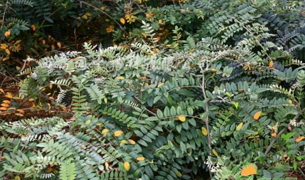 山豆根的种植技术及病虫害防治