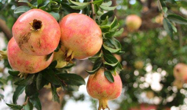 石榴树如何施肥？这两种施肥方法介绍给你！