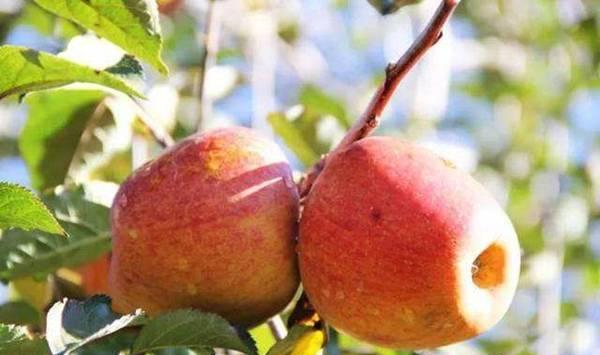 种植苹果出现果锈怎么防治？做好这几点就可以！