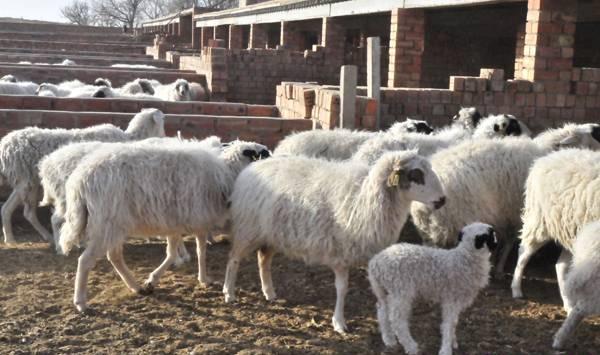 羔羊出生后两个关键期怎么管理？如何才能提高存活率？
