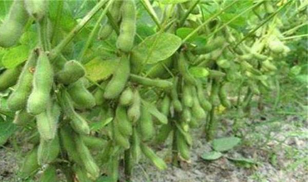 大豆旺长的危害及控旺措施