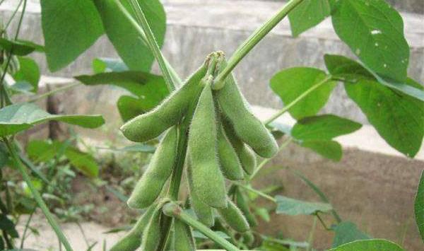 大豆旺长的危害及控旺措施