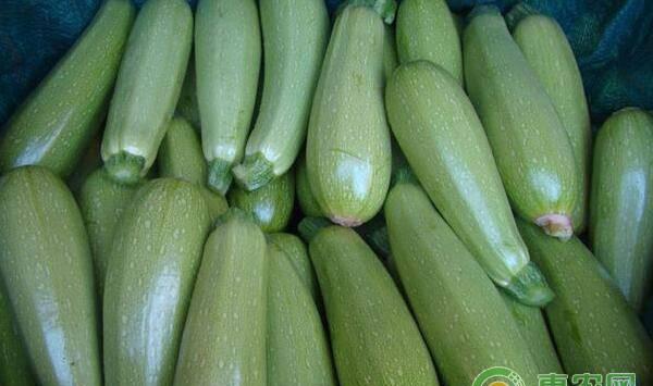 秋季种植西葫芦想高产？这几个要点得掌握！