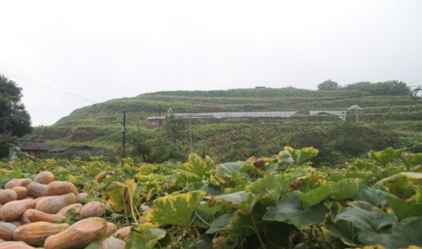 蜜本南瓜种植方法