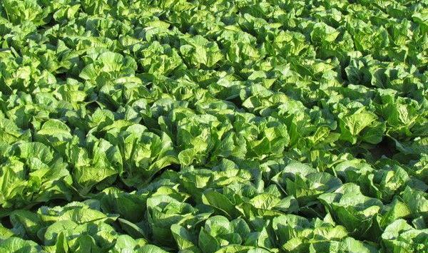 立秋适合种植什么蔬菜