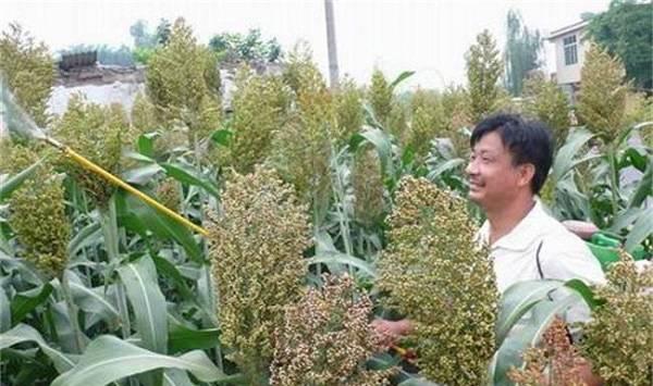 高粱的高产施肥技术