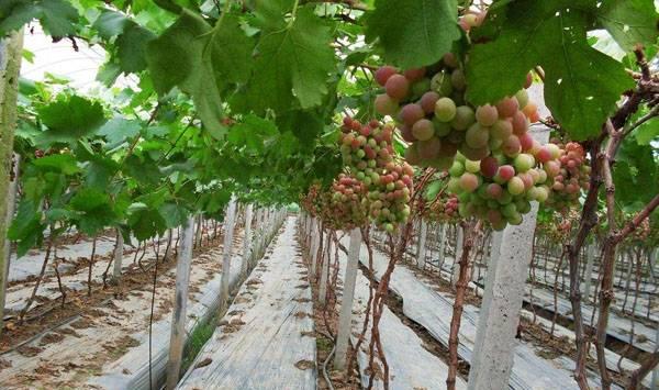 葡萄采收的时间、方法及注意事项