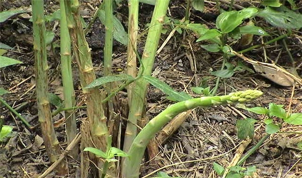 芦笋种植技术