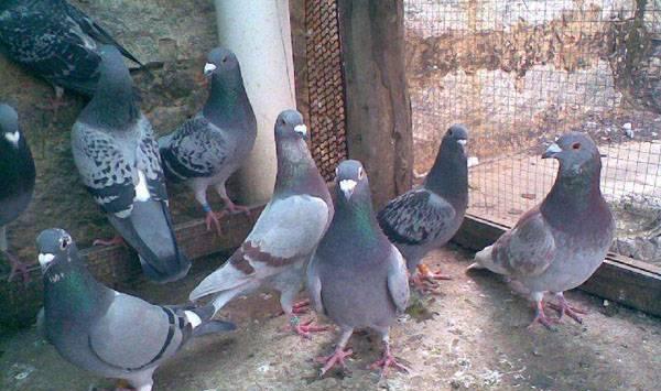 鸽子拉稀的病因及防治方法