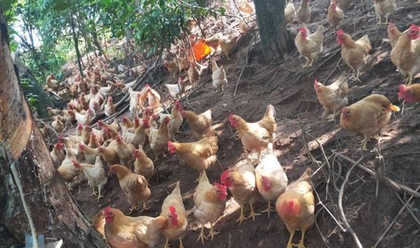 三黄鸡养殖 