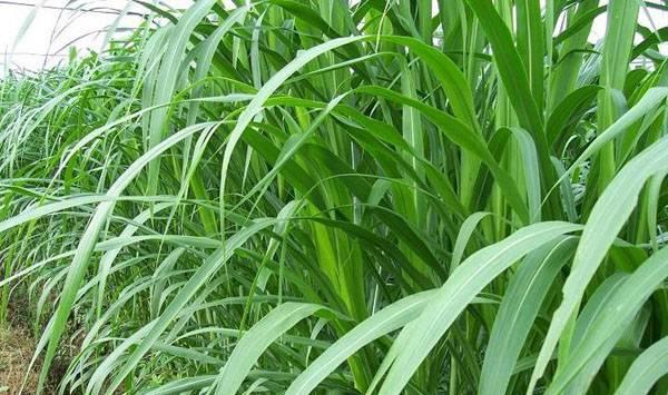 养牛牧草品种