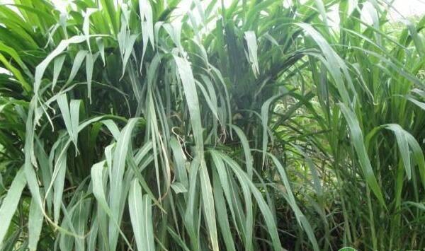 养鹅种植这五种牧草再适合不过，养殖户看过来！