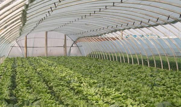 大棚蔬菜管理事项