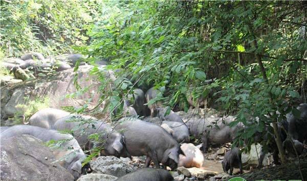 黑猪养殖方法介绍，常见的黑猪品种有哪些？