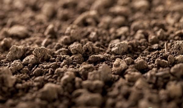 微生物菌肥有哪些种类？有什么作用？