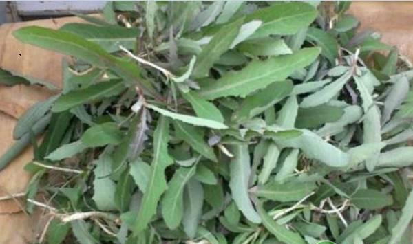 曲麻菜种植事项