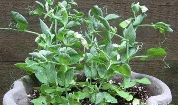 盆栽豌豆的种植步骤及注意事项