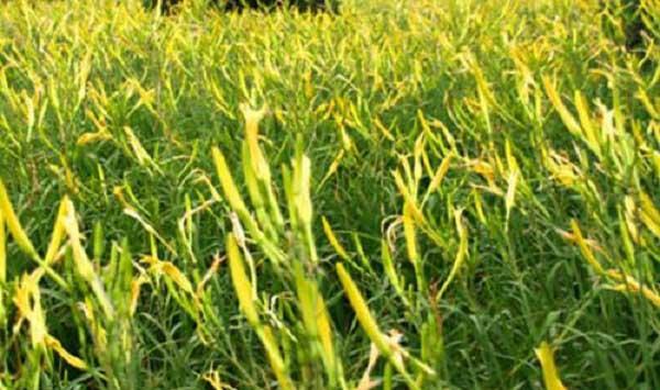 黄花菜采摘后管理技巧