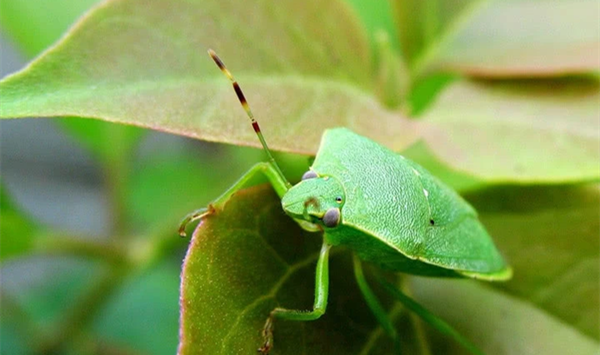 臭鸽子虫养殖方法