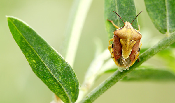 臭鸽子虫养殖技巧