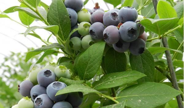 广东南方怎样种植蓝莓？（附种植技术要点）