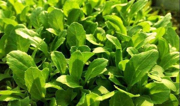 白菜各个生长阶段的浇水技巧