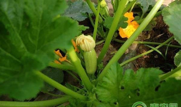 西葫芦花打顶的症状、原因及防治方法
