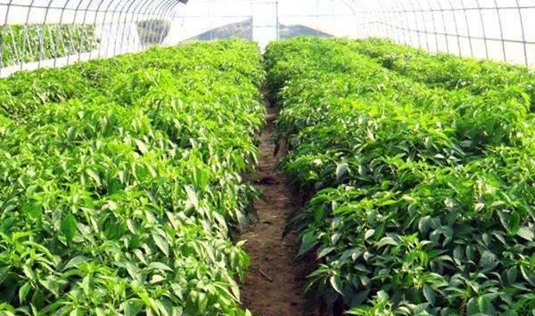 大棚蔬菜种植技术