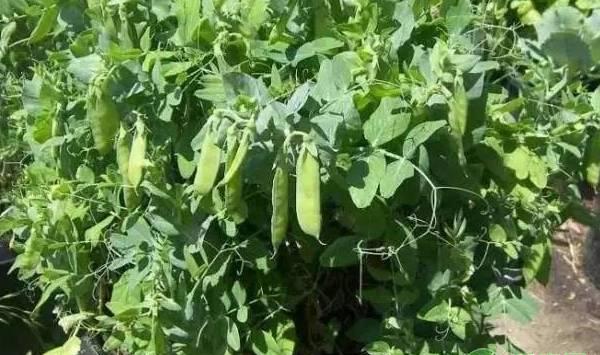 盆栽豌豆的种植步骤及注意事项