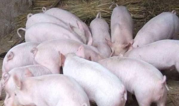 母猪产乳少的原因及解决方法