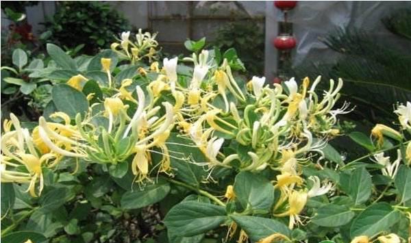 金银花人工栽培管理要点