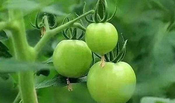 十月适合种植的蔬菜有哪些？要怎么管理？