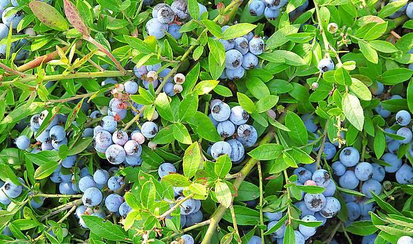 广东南方怎样种植蓝莓？（附种植技术要点）