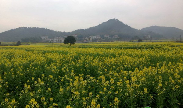 油菜机械化种植