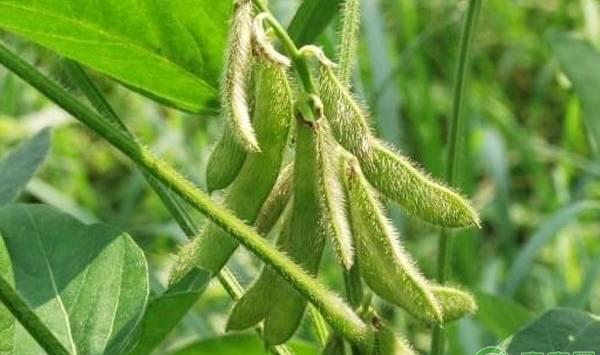 种植大豆只开花不结荚的六大原因